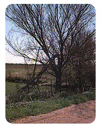 Tree Toppled by the Wind