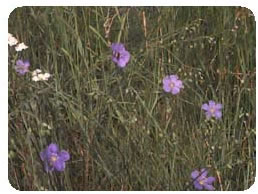 Wyoming Wild Flowers