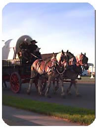 A Pair of Matched Draft Horses