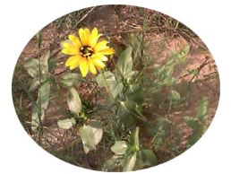 Yellow Desert Flower