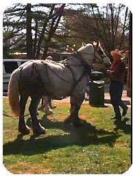 Harnessed Horse Being Fed